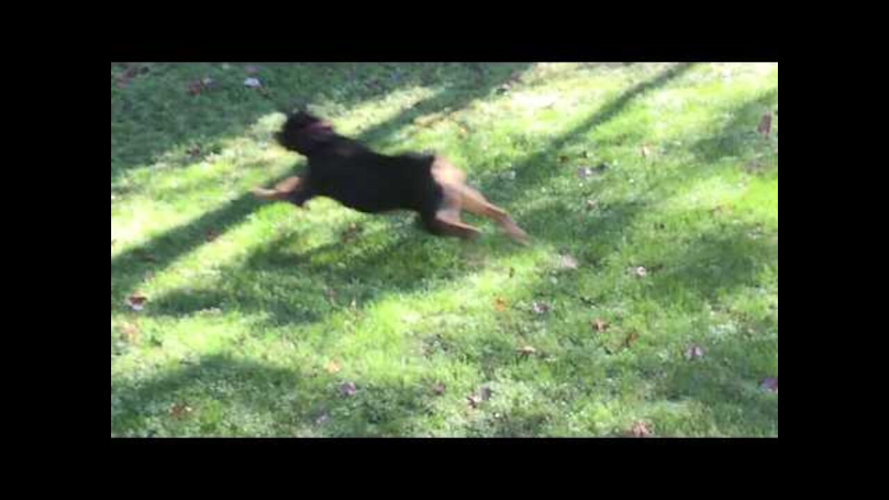 Rottie vs Coyote - ivana