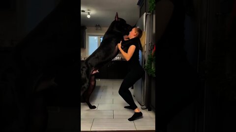 Biggest Dog Height #short