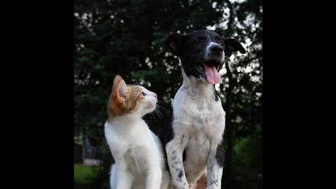 Super Cute - Best Funny Cats and Dogs Compilation #2