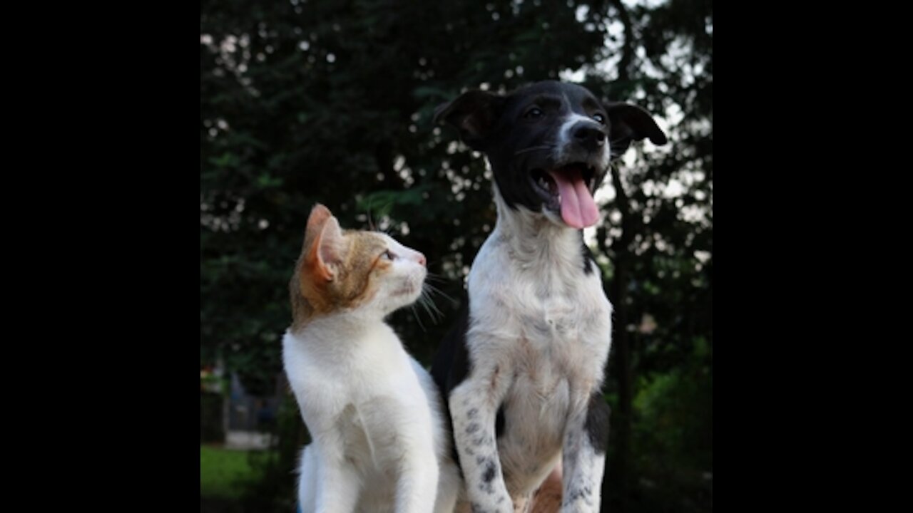 Super Cute - Best Funny Cats and Dogs Compilation #2