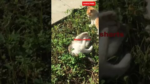 Cute Kitten playing #shorts #cutekittens #cutest cat