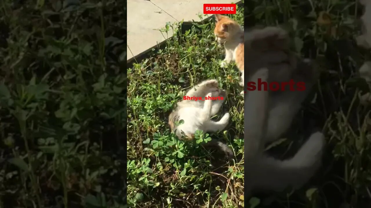 Cute Kitten playing #shorts #cutekittens #cutest cat