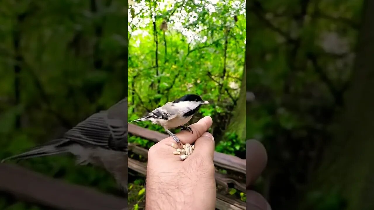 Bird take Food Beautiful moments nature place 🦜🦃🐥💚 #shorts #animals #youtubepets&_animals