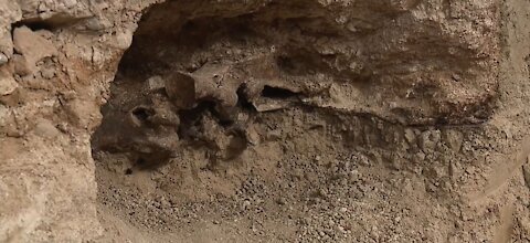 BACKYARD BONES: Las Vegas pool installation reveals 14,000-year-old surprise