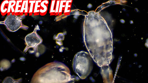 How Important Are Phytoplankton In Nature?