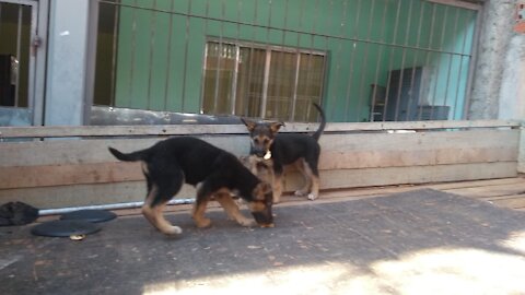 Puppies playing in the back of the truck