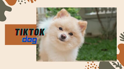 Tik Tok Puppies Compilation