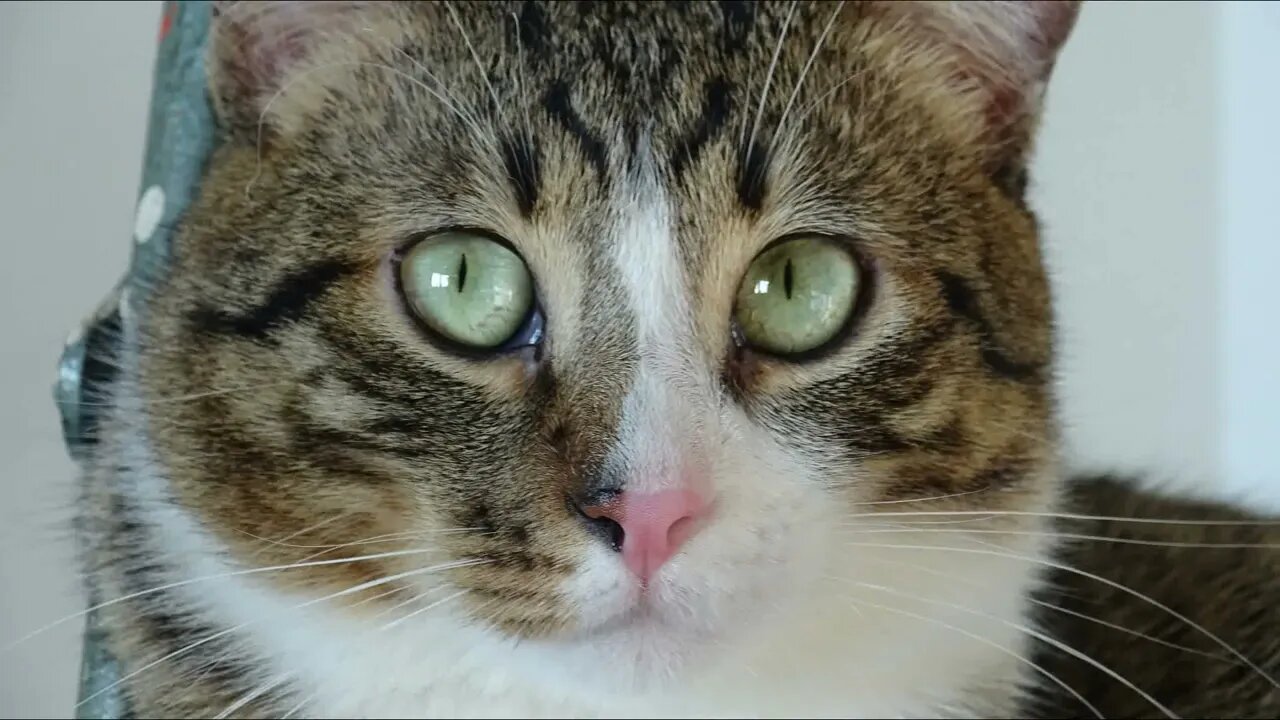 Cat Photography, Close Up Photos