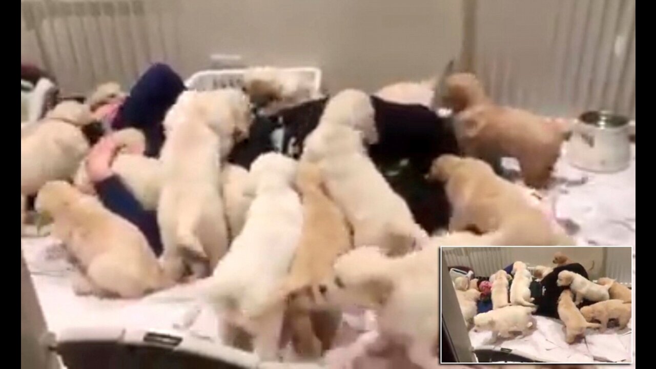 Swarm of golden retriever puppies are playing