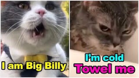 Cats talking ! These cats can speak english better| can't stop laughing.