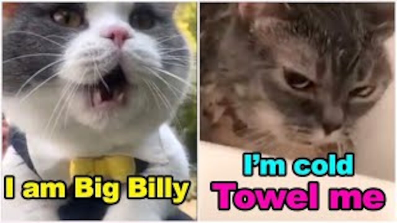 Cats talking ! These cats can speak english better| can't stop laughing.