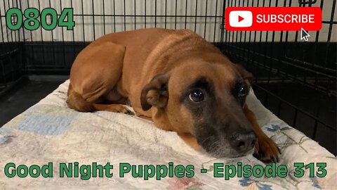 [0804] GOOD NIGHT PUPPIES - EPISODE 313 [#dogs #doggos #doggies #puppies #dogdaycare]