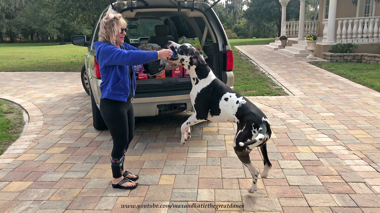 Excited Great Danes Love To Deliver Cat Food And Groceries