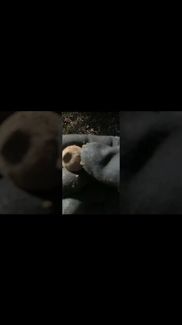 Civilwar canister shot #relic #confederate #coin #button #civilwar #metaldetecting #trending #silver