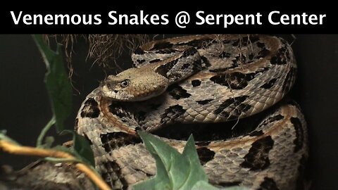 Exotic Venomous Snakes @VenomCentral Serpent Center