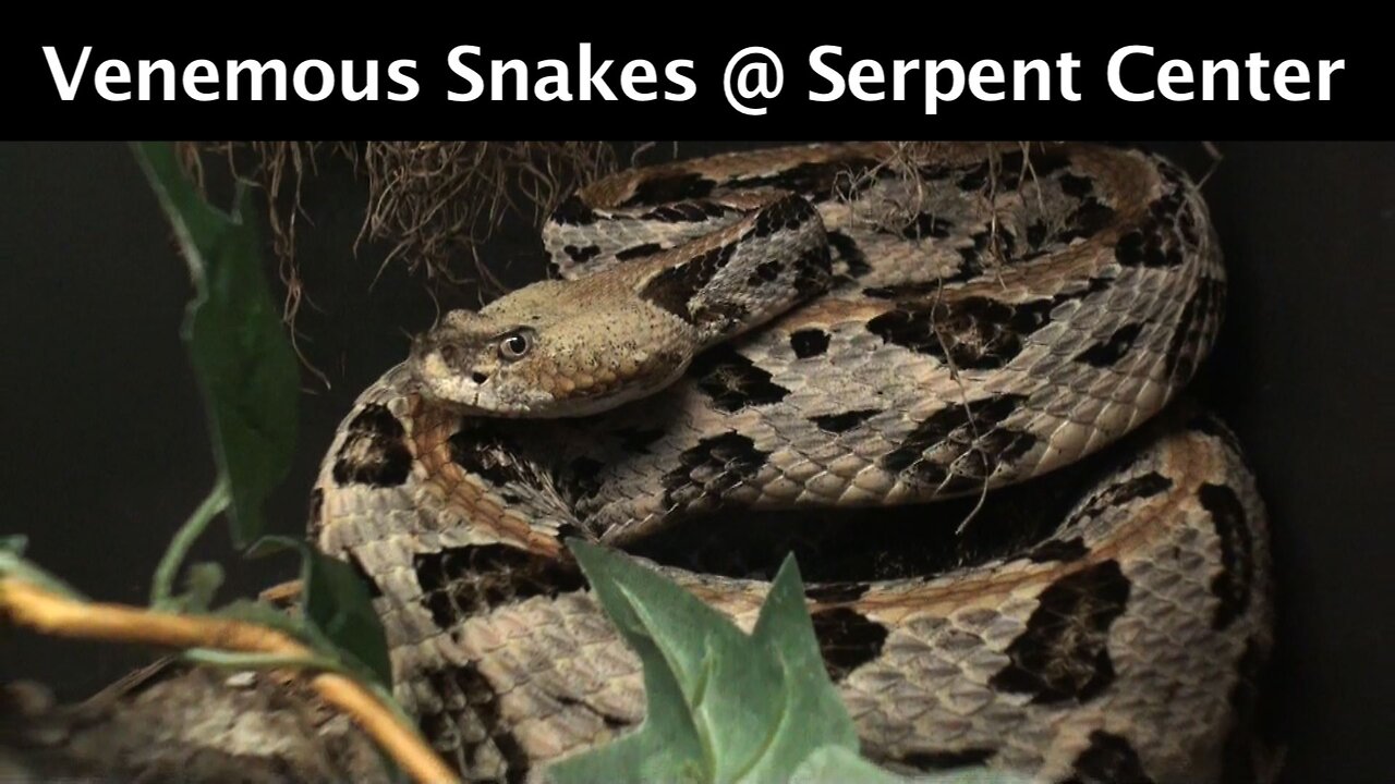 Exotic Venomous Snakes @VenomCentral Serpent Center