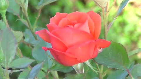 Rose Flower opening stock footage free