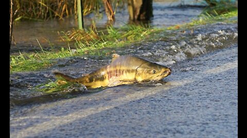 Skokomish River Salmon race across the road on their way to Spawn...!