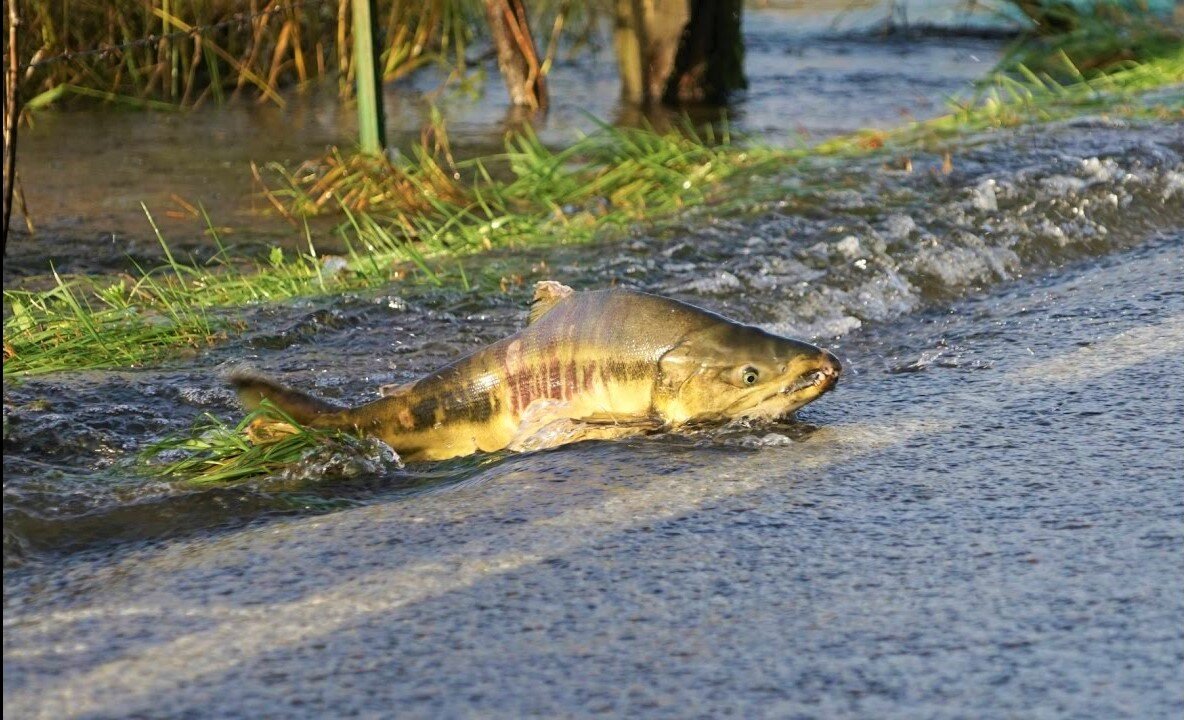 Skokomish River Salmon race across the road on their way to Spawn...!