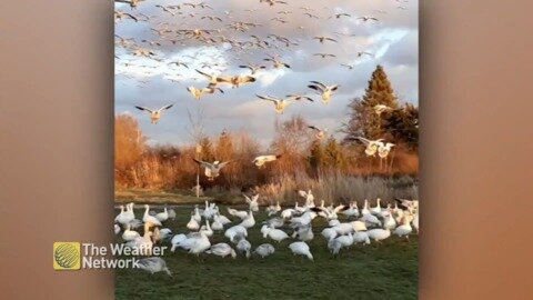 A gaggle of geese create quite the racket in BC, and they just keep coming