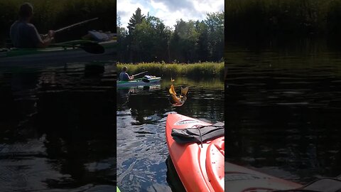 Fishin' the St. Croix. #fishing #kayak #summer #stcroix #catchandrelease #oakhillcrew #ohcnb