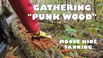 Moose Hide Tanning: Gathering PUNK WOOD
