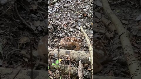 Love running into these little guys! #fawn #deerhunting