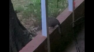 Squirrely Cat. Cat bats squirrel around!