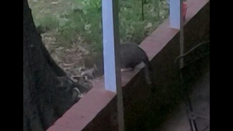 Squirrely Cat. Cat bats squirrel around!