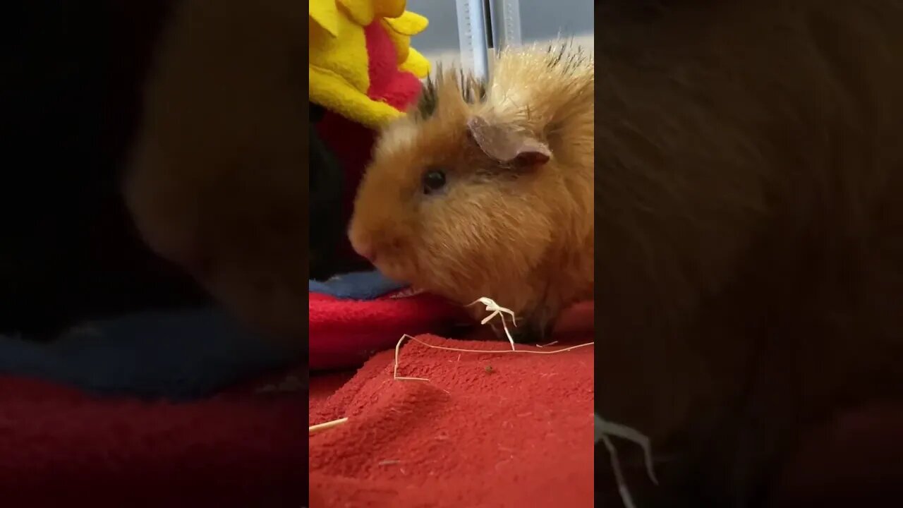 Guinea pig is being bullied