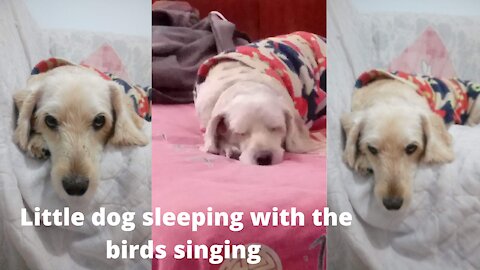Little dog sleeping with the birds singing