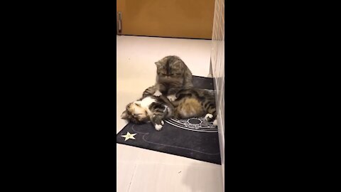 #cat#catlife #catsoftitok #catlover