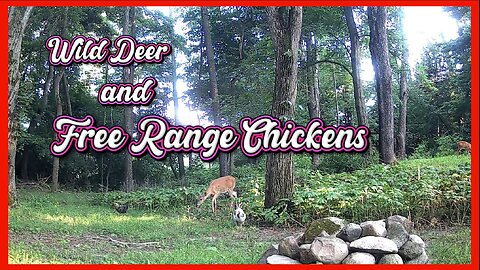 Wild Deer and Free Range Chickens hanging out together