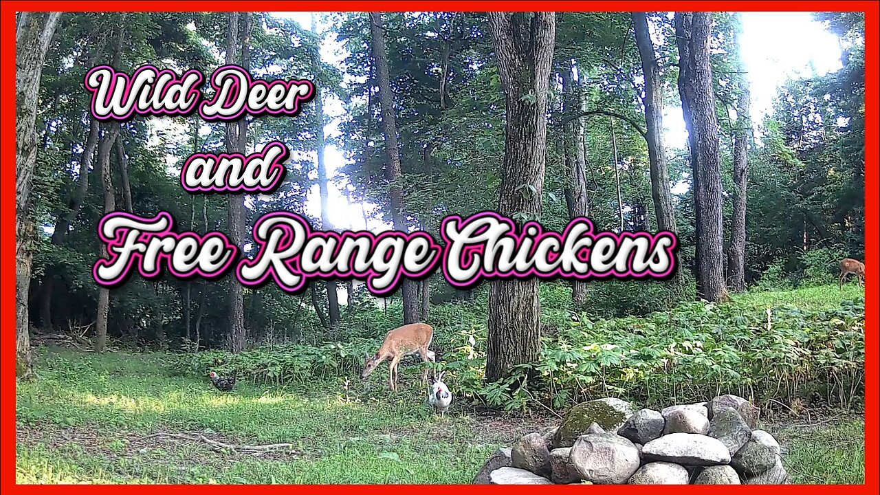 Wild Deer and Free Range Chickens hanging out together