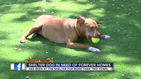 Dog who's been at shelter more than 600 days hoping to be adopted on St. Patrick's Day