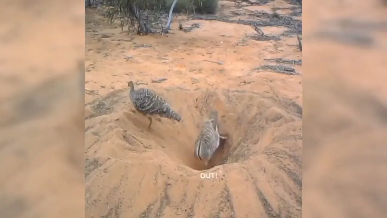 Funny Animal videos try not To laugh 2022