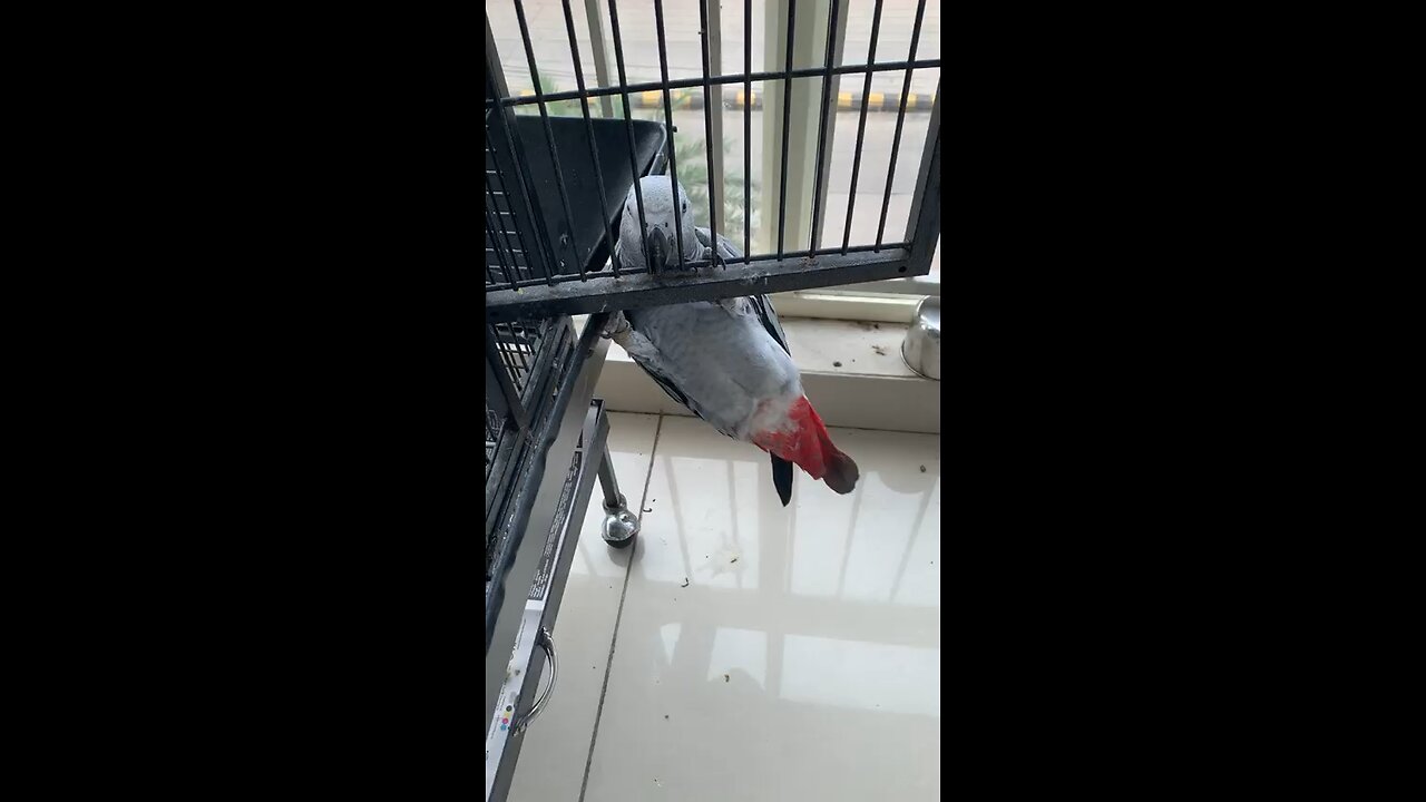 African grey parrot videos