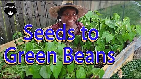 Seeds to Green Beans - 10May2022