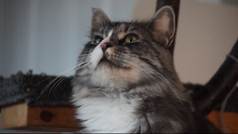 Its a WEIRD DAY to be a CAT
