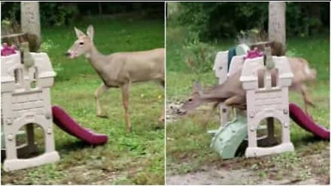 Capriolo tenta maldestramente di andare sullo scivolo