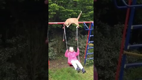 Funny cat and baby#shorts