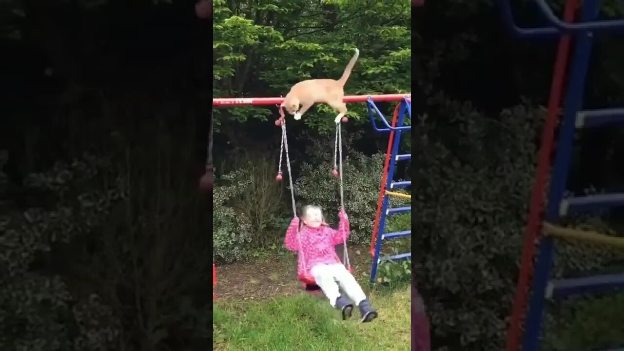 Funny cat and baby#shorts
