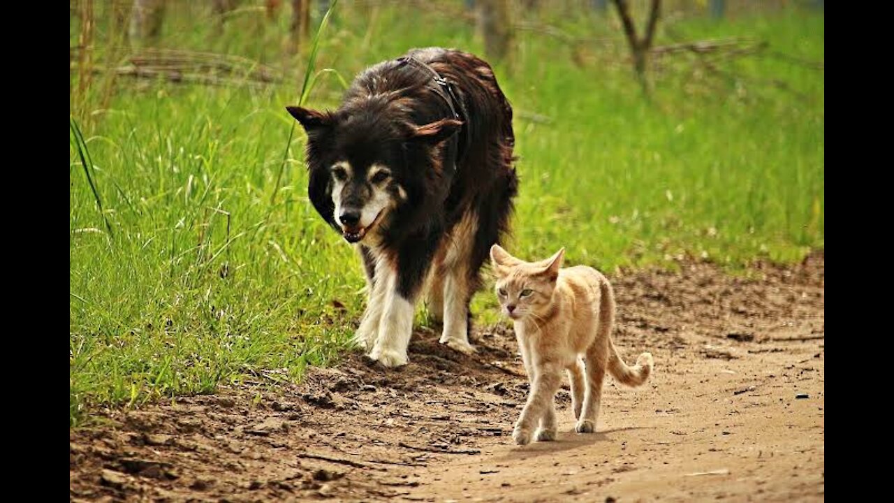 Dog vs Baby Tiger Video Complication