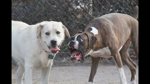 TOP 10 dog barking videos compilation 2021 😂 Dog barking sound - Funny dogs
