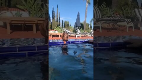 Aquele mergulho para refrescar 💚 #dog #animals #shorts