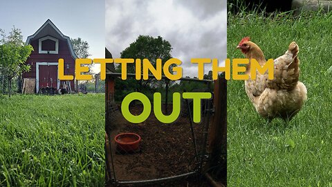 OMC! LETTING THEM OUT! To feed on clover and enjoy their day! #chickens #chickenlife #freedom #hens