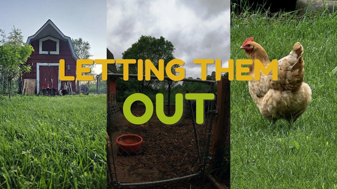 OMC! LETTING THEM OUT! To feed on clover and enjoy their day! #chickens #chickenlife #freedom #hens
