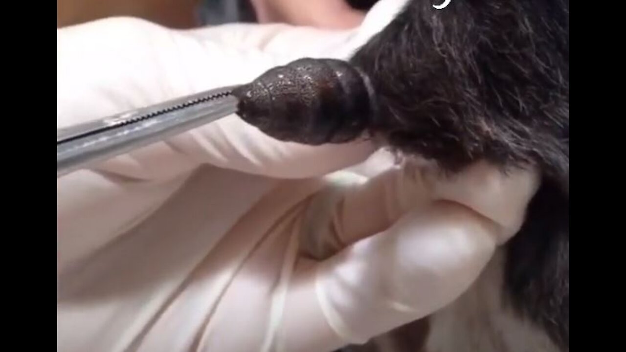 **WARNING** HUMONGOUS UNBELIEVEABLE Botfly Larva Removed From a Cat | Rescue Cat