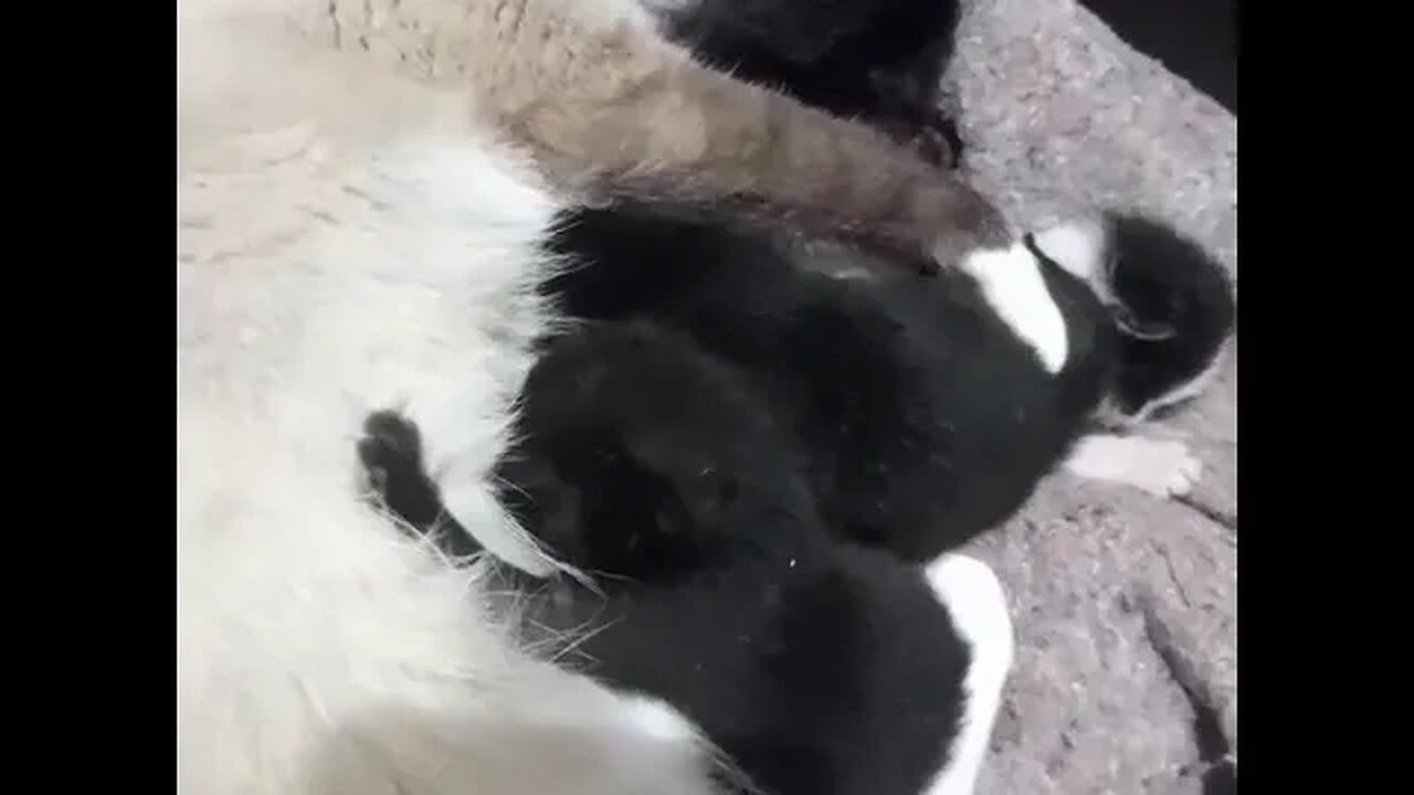 Mamãe gatinho cuidando com todo amor, logo todos estão para adoção
