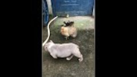 Chicken VS Dog Fight - very Funny Dog Fight Videos